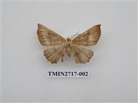 藏品(尺蛾268)的圖片